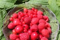 Red berries on raspberries leaves