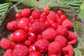 Red berries on raspberries leaves