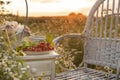 red berries of red currant and raspberry and a cup of tea on a wicker white chair among a field with daisies and the setting sun Royalty Free Stock Photo