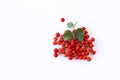 Red berries of red hawthorn on white background. Copy space Royalty Free Stock Photo