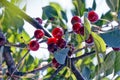 Red berries of ripe cherries among green leaves on a branch Royalty Free Stock Photo