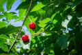Red berries of ripe cherries hanging on a branch between leaves under the sun Royalty Free Stock Photo