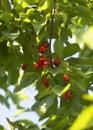 Red berries ripe cherries on the tree among green foliage and sun Royalty Free Stock Photo