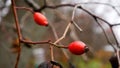 Ripe rosehip berries on leafless branches in late autumn