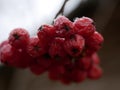 The red berries of the ripe Rowan on the branch are covered with frost on a cloudy frosty morning of late autumn. Royalty Free Stock Photo