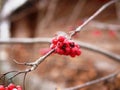 The red berries of the ripe Rowan on the branch are covered with frost on a cloudy frosty morning of late autumn. Royalty Free Stock Photo