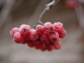 The red berries of the ripe Rowan on the branch are covered with frost on a cloudy frosty morning of late autumn. Royalty Free Stock Photo