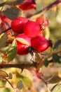 Red berries; rosa canina