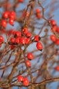 Red berries of rose bush in winter Royalty Free Stock Photo