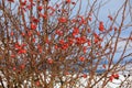 Red berries of rose bush in winter Royalty Free Stock Photo