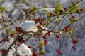 The red berries of a rose-hip in the winter in snow Royalty Free Stock Photo