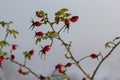 The red berries of a rose-hip in the winter in snow Royalty Free Stock Photo