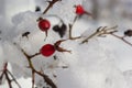 The red berries of a rose-hip in the winter in snow Royalty Free Stock Photo