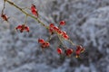the red berries of a rose-hip in the winter in snow Royalty Free Stock Photo