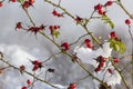 the red berries of a rose-hip in the winter in snow Royalty Free Stock Photo