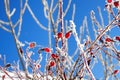 Red berries of a rose-hip in the winter in snow Royalty Free Stock Photo