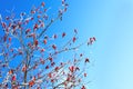 Red berries of a rose-hip in the winter in snow Royalty Free Stock Photo