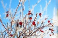 Red berries of a rose-hip in the winter in snow Royalty Free Stock Photo