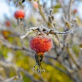 Red berries of rose hips in the frost Royalty Free Stock Photo
