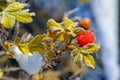 Red berries of rose hips in the frost Royalty Free Stock Photo