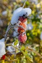 Red berries of rose hips in the frost Royalty Free Stock Photo