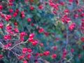 Red berries on rosehip bush, rosehips for tea, autumn healthy fruit, thorny bush