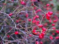 Red berries on rosehip bush, rosehips for tea, autumn healthy fruit with vitamin c