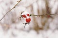 rosehip red berrys branch bush close-up nature garden snow winter cold weather blur background