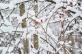Red berries of a rosehip on snowy branches Royalty Free Stock Photo
