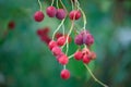 Red berries rowan on a green background close-up