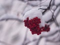 Red berries of rowan or mountain ash under snow in winter close-up, selective focus, shallow DOF Royalty Free Stock Photo