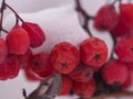 Red berries of rowan or mountain ash under snow in winter close-up, selective focus, shallow DOF Royalty Free Stock Photo