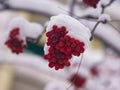 Red berries of rowan or mountain ash under snow in winter close-up, selective focus, shallow DOF Royalty Free Stock Photo