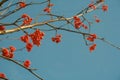 Red berries of rowan tree on clear blue sky background Royalty Free Stock Photo
