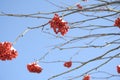 Red berries of rowan tree on clear blue sky background. Royalty Free Stock Photo