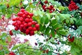 Red berries Rowan tree with green leaves