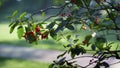 Red berries rowan tree growing autumn park. Ashberry hanging green branches. Royalty Free Stock Photo