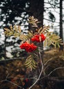 Red berries of Rowan Tree Sorbus   aucuparia on the branch in autumn forest - vertical photo Royalty Free Stock Photo