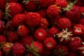 Red berries small woodland strawberry, background, close up