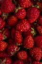 Red berries small woodland strawberry, background, close up Royalty Free Stock Photo