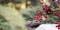 Red berries of Smilax china plant close up