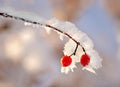 Red berries in snow