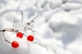 Red berries on the snow Royalty Free Stock Photo