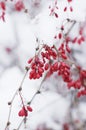 Red berries on a snow branch