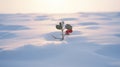 Lonely Holly: A Winter Scene Captured In Desertwave Style Royalty Free Stock Photo