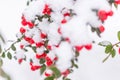 Red berries in snow. Frost on red berries with green leaves. Frozen nature. February landscape. Winter in parkland Royalty Free Stock Photo