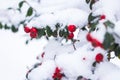 Red berries in snow. Frost on red berries with green leaves. Frozen nature. February landscape. Winter in parkland Royalty Free Stock Photo