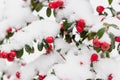 Red berries in snow. Frost on red berries with green leaves. Frozen nature. February landscape. Winter in parkland Royalty Free Stock Photo