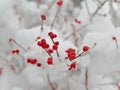Red berries on a snowy tree, village of Pfunds, Tyrol, Austria Royalty Free Stock Photo