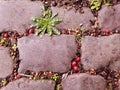 Red berries between the stones